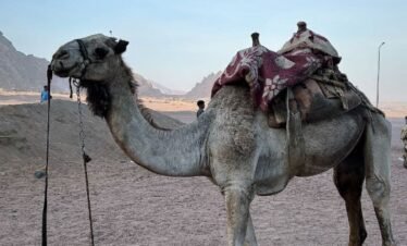 hasabo travel for book the trips 5*1 trip safari quad bike