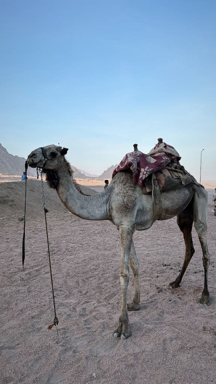 hasabo travel for book the trips 5*1 trip safari quad bike