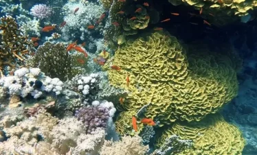 Snorkel among colorful coral reefs and marine life at Ras Mohamed.