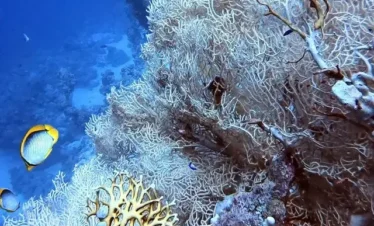 Snorkel among colorful coral reefs and marine life at Ras Mohamed.